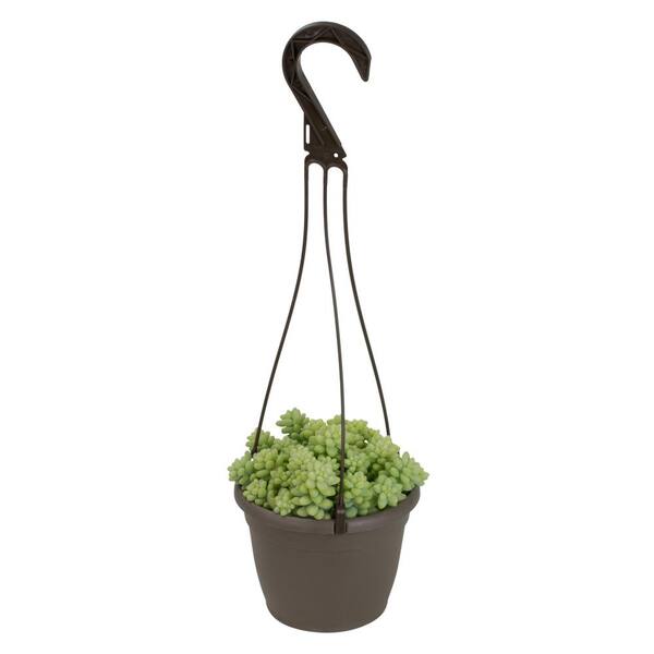 ALTMAN PLANTS 6 in. Assorted Donkey Tails Hanging Basket Plant