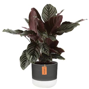 Grower's Choice Calathea Indoor Plant in 6 in. Two-Tone Ceramic Planter, Avg. Shipping Height 10 in. Tall