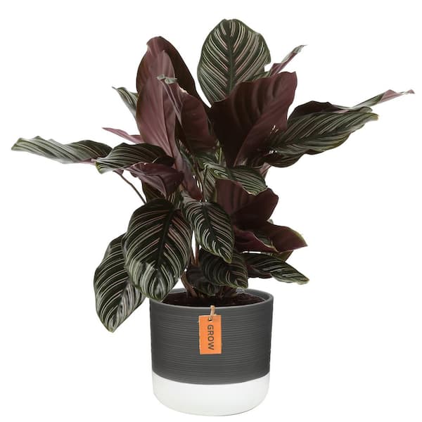 Costa Farms Grower's Choice Calathea Indoor Plant in 6 in. Two-Tone Ceramic Planter, Avg. Shipping Height 10 in. Tall