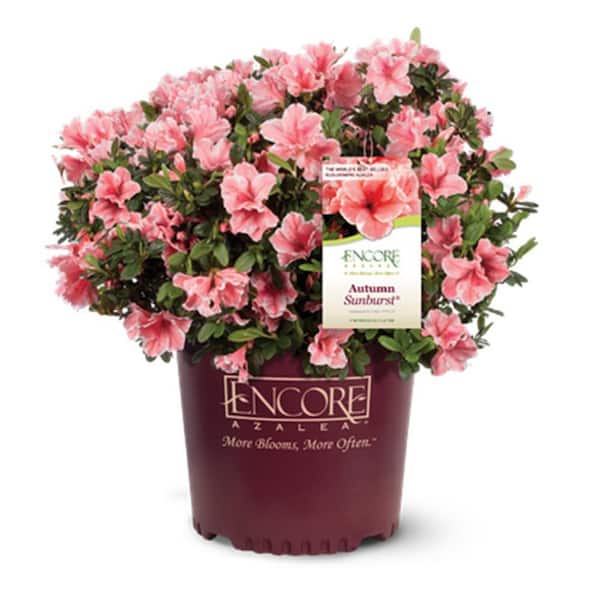 ENCORE AZALEA 1 Gal. Autumn Sunburst Azalea Shrub with Reblooming Coral-Pink and White Flowers - Low-Maintenance Evergreen Plant