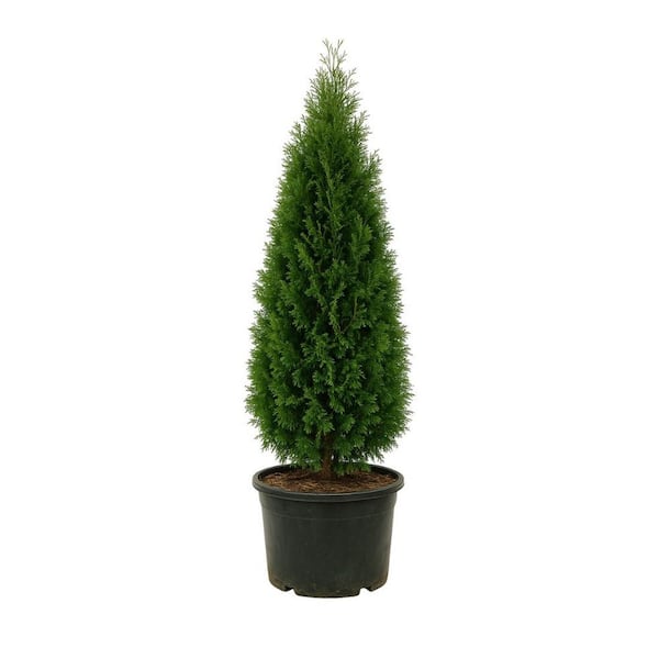 15 Gal. Green Giant Arborvitae Live Tree