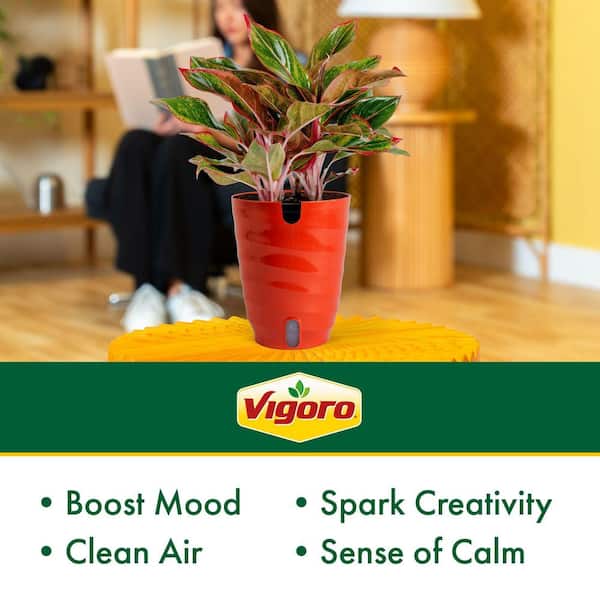 Reviews for Vigoro Siam Aurora Aglaonema Chinese Evergreen Plant in 6 in.  Self-Watering Planter, Avg. Shipping Height 1-2 ft. | Pg 1 - The Home Depot