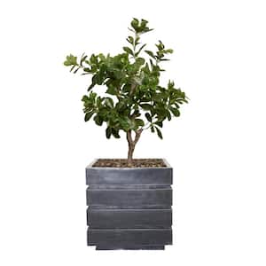 30 in. High Artificial Tung Tree with Fiberstone Planter