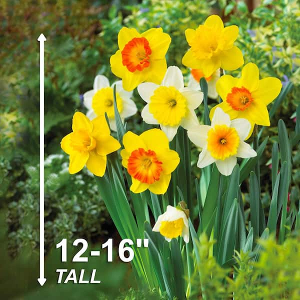 Miniature Daffodil Bulbs - City Floral Garden Center - Denver Colorado