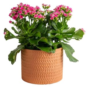 Kalanchoe Grower's Choice Plant in 6 in. Decor Pot, Average Shipping Height 11-23 in.