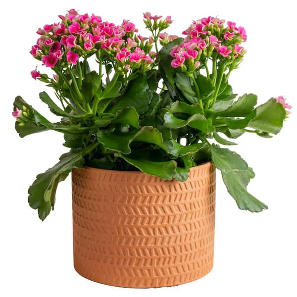 Costa Farms Kalanchoe Grower's Choice Plant in 6 in. Decor Pot, Average ...