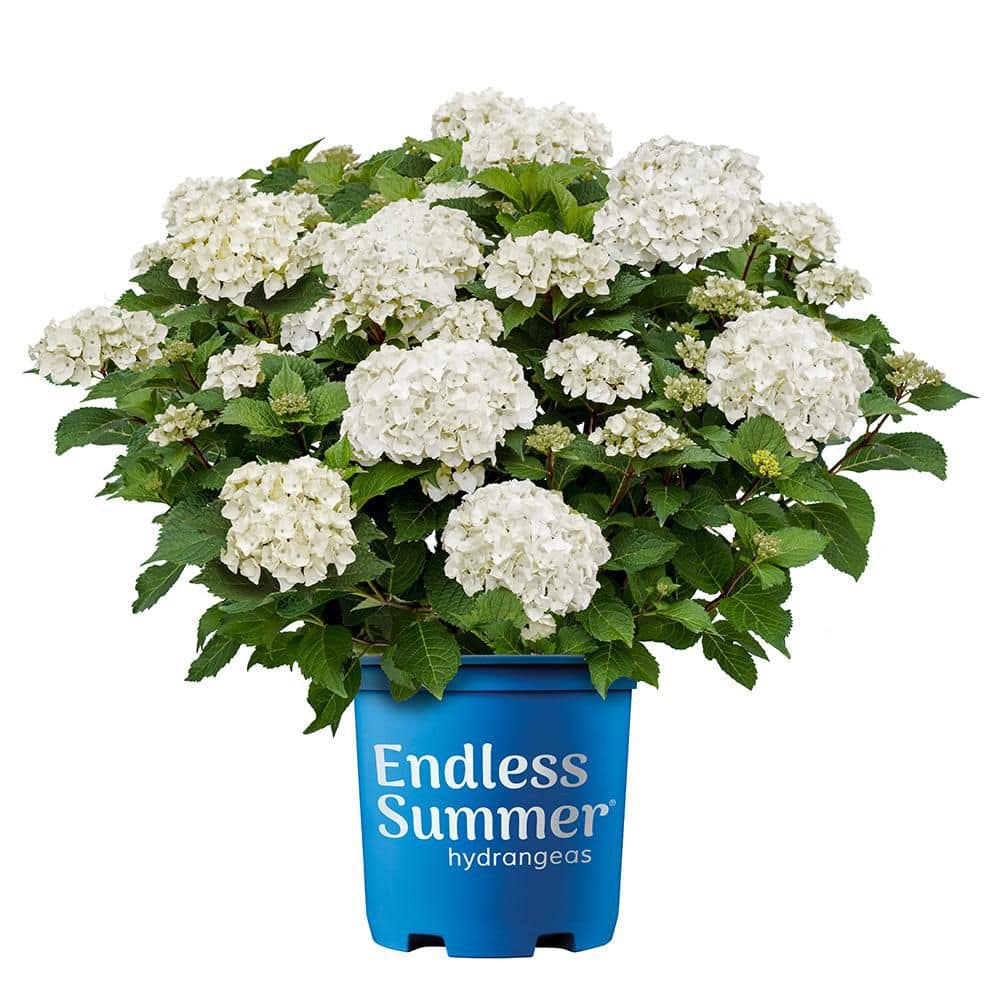 Endless Summer 2 Gal. Dream Cloud Hydrangea Shrub 18211 - The Home