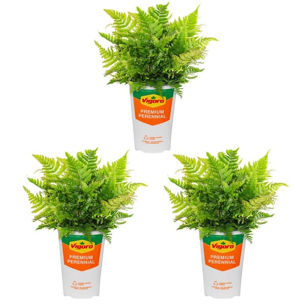 Vigoro 2 Qt. Fern Hardy Autumn Perennial Plant (3-Pack)