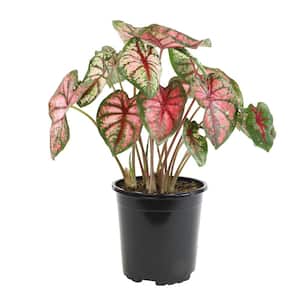 Pink and Green Caladium Strap Leaf Outdoor Garden Annual Plant in 2.5 qt. Grower Pot