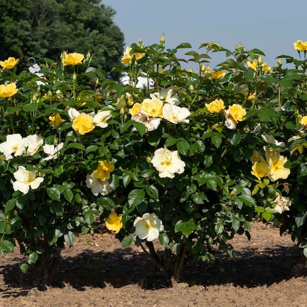 KNOCK OUT 2 Gal. Easy Bee-zy Knock Out Rose Bush with Yellow