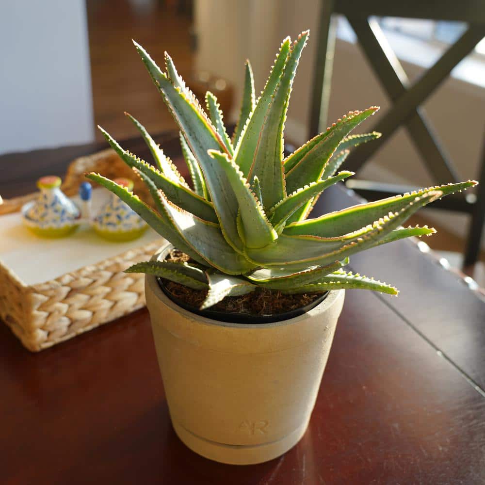 Large Blue and Green Aloe Succulent in Brown Pot
