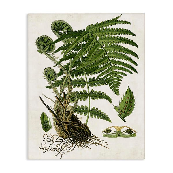 Stupell Industries Curved Ferns Study by Susan Arnot Unframed Nature Graphic Art Print 20 in. x 16 in.