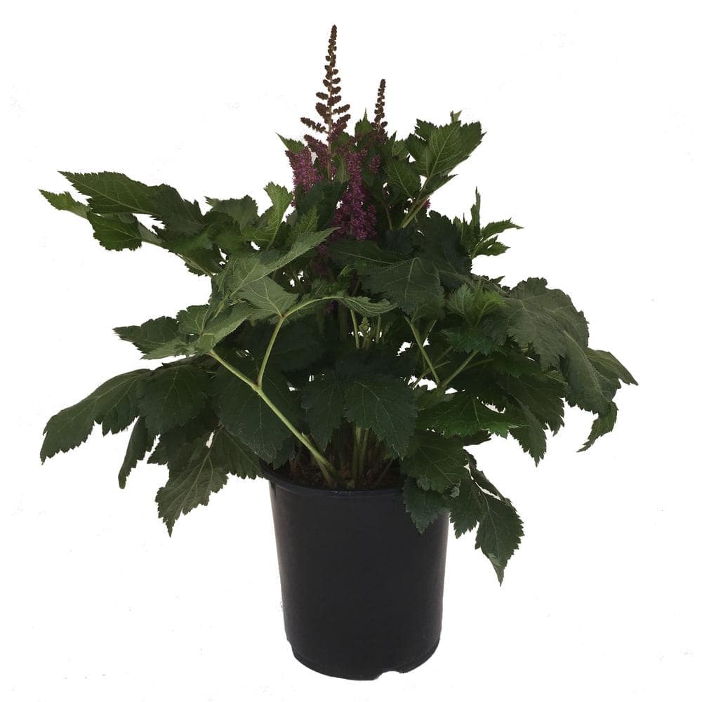 Astilbe Vision In Purple Plant