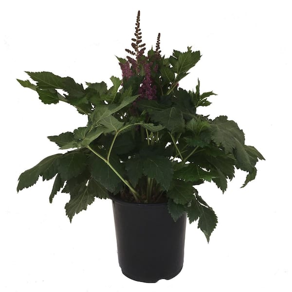 Unbranded Astilbe Vision In Purple Plant