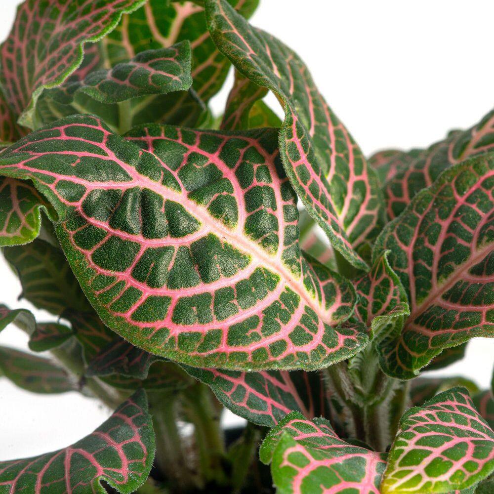 Grower's Choice Exotic Angel Fittonia Plant in 4.8 in. Decor Pot, Avg. Shipping Height 8 in. Tall price history on PriceWatchPro