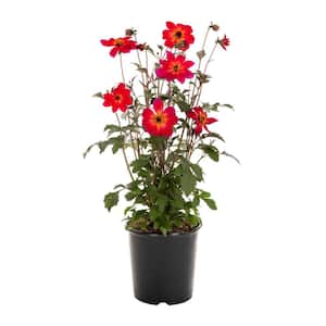 1 Gal. Dahlia Mystic Sparkler Rose Red Perennial Plant (1-Pack)