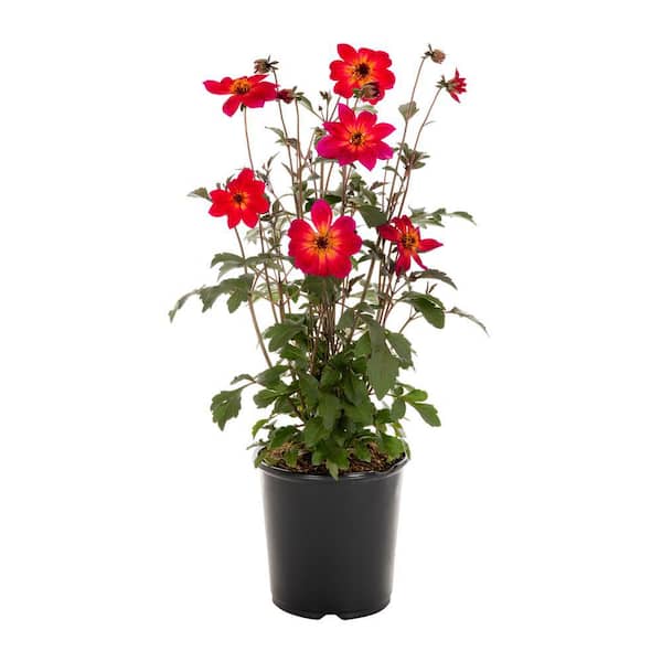 METROLINA GREENHOUSES 1 Gal. Dahlia Mystic Sparkler Rose Red Perennial Plant (1-Pack)