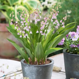 Lily of the Valley Pink Roots (Pack of 6)