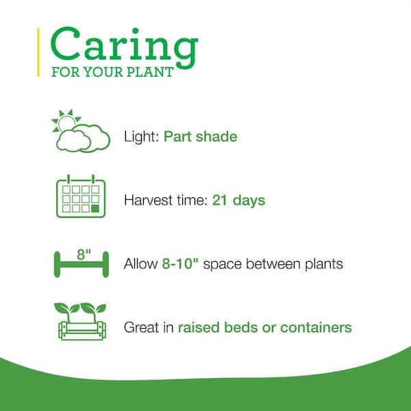 19 oz. Buttercrunch Lettuce Plant (2-Pack)