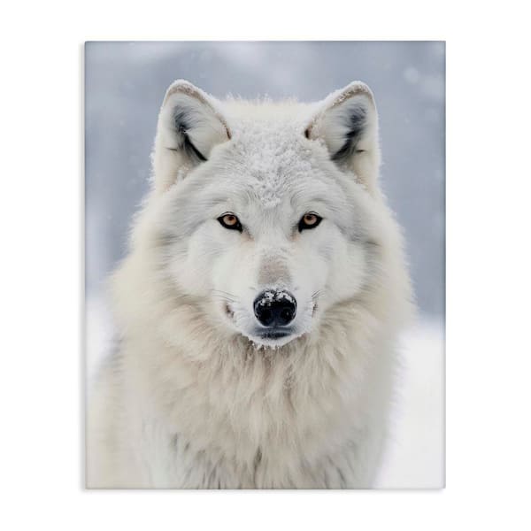 White Wolf in Snow by Ray Powers Unframed Graphic Art Print Animal 20 in. x 16 in.