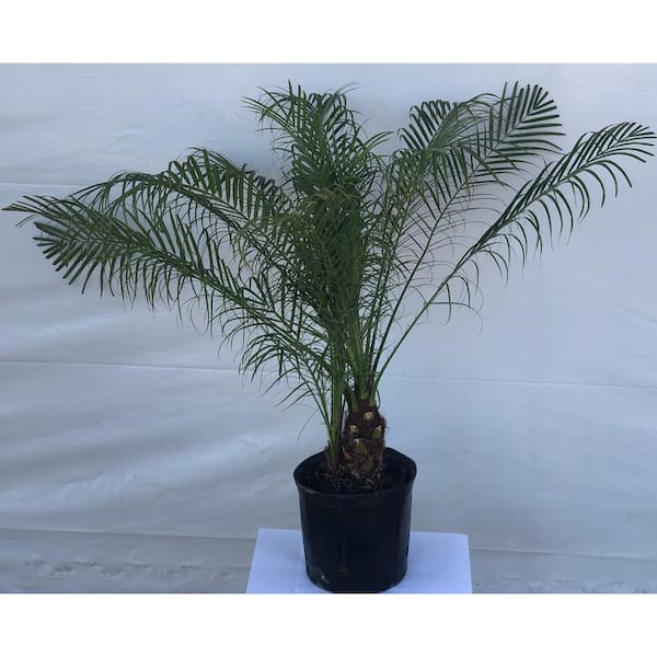 Unbranded 2.33 Gal. Palm Phoenix Robelenii Shrub in Grower Pot