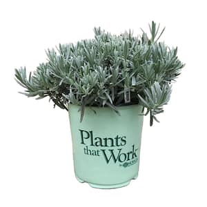 Lavender Plant - Perennials - Garden Flowers - The Home Depot