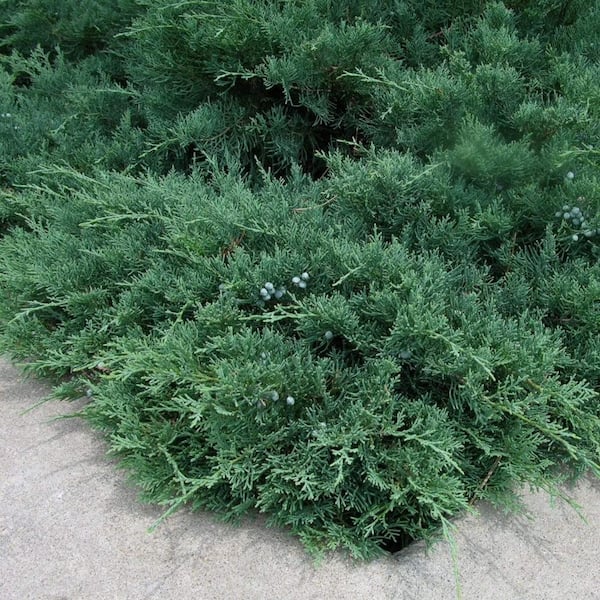 national PLANT NETWORK 2.5 Qt. Green Sargent Juniper Plant