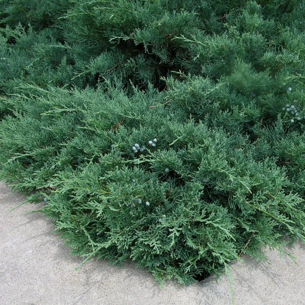 2.25 Gal. Green Sargent Juniper Plant price history on PriceWatchPro