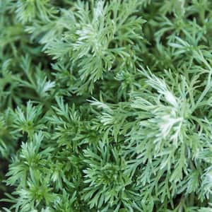 2.50 qt. Pot, Silver Mound Artemisia, Live Potted Deciduous Foliage Perennial Plant (1-Pack)