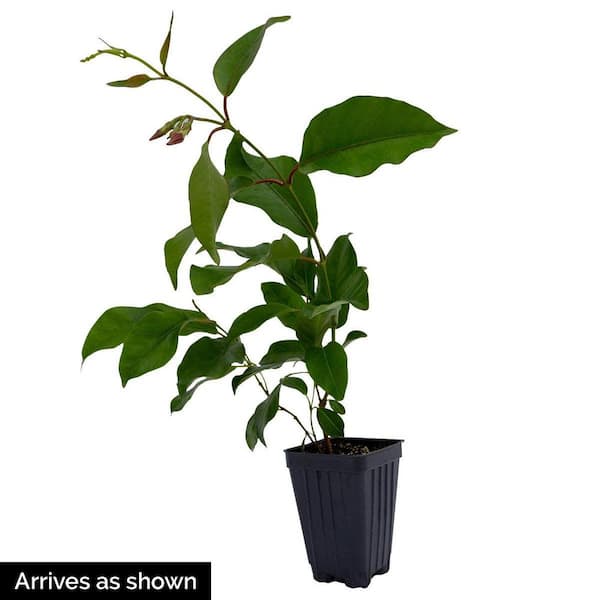 Pink Flowering Mandevilla Vine Tropical Starter Plant (1-Pack)