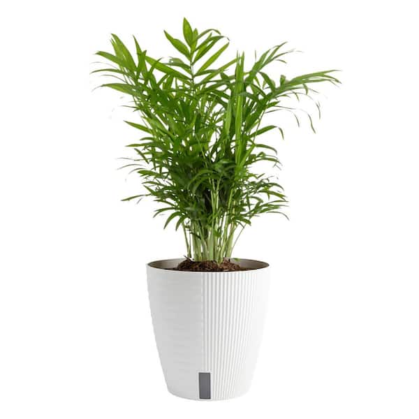Costa Farms 6 in. Neanthebella Palm Plant in Self-Watering Decor Pot, Avg. Shipping Height 1-2 ft. Tall