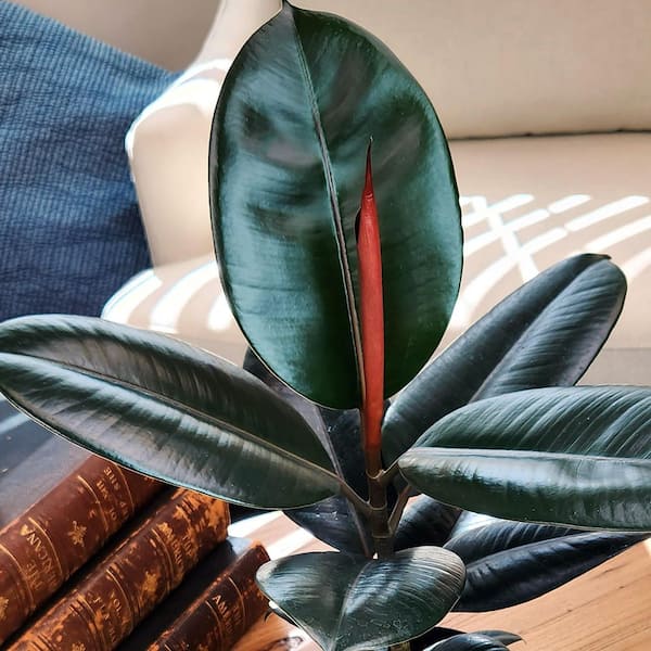 ALTMAN PLANTS Ficus Burgundy Rubber Plant, 6 in. White Decorative Pot, Dark Rubber Tree Plant, Unique Live Indoor House Plant Gift