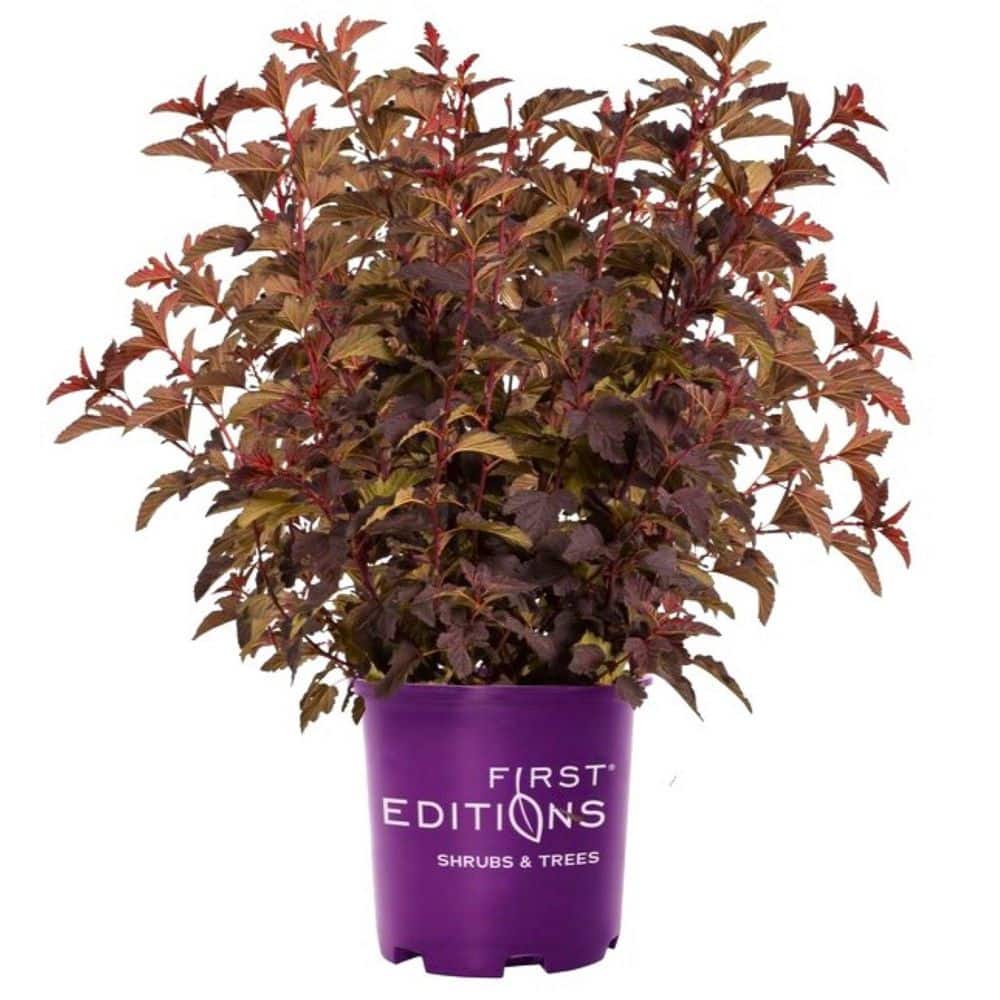 FIRST EDITIONS 2 Gal. Fireside Ninebark Flowering Shrub Plant with