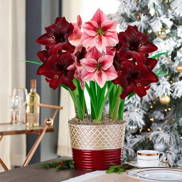 Gardens Alive! 9 in. Pot Festival Red and Pink Flowering Amaryllis (Hippaestrum) 3 Bulb Holiday Gift Kit, Planted in a Decorative