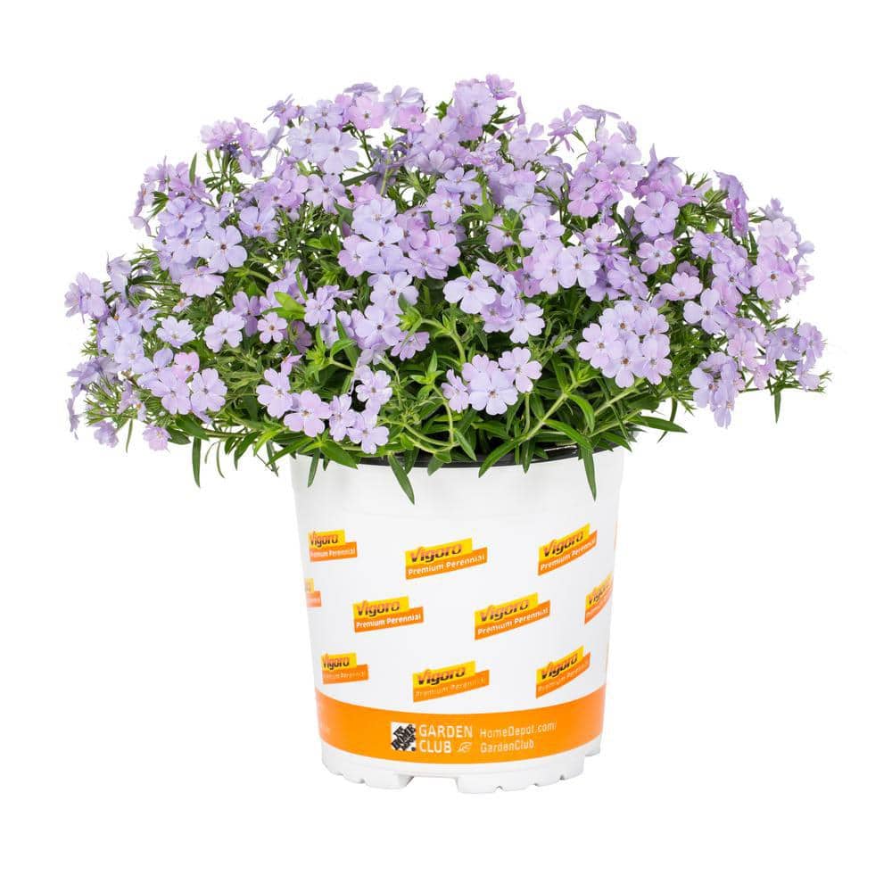 vigoro-perennials-69465-