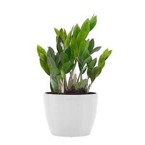 ZZ Plant Zamioculcas Zamiifolia Easy Care Low Light Plant in 6 inch Premium Sustainable Ecopots Pure White Pot