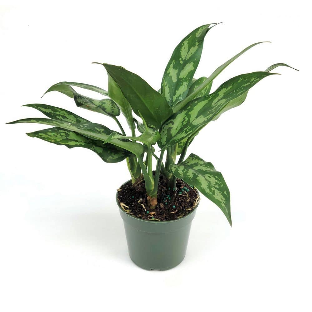 national PLANT NETWORK 6 in. Aglaonema Maria Emerald Beauty