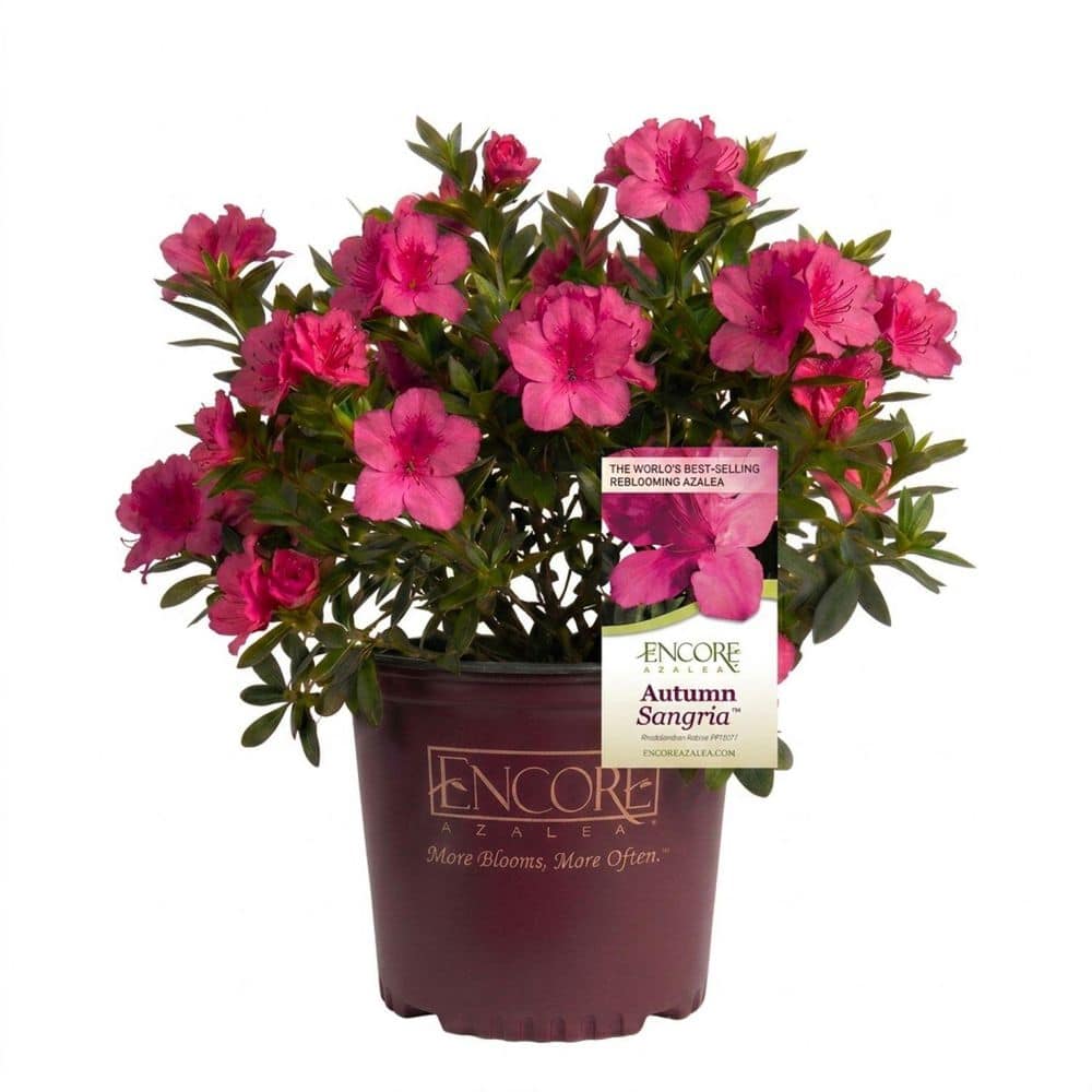 ENCORE AZALEA 2 Gal. Autumn Sangria Azalea Bush with Reblooming