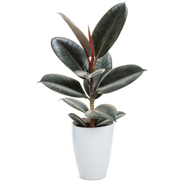 PW FICUS ELASTICA ASSORTED 12CM