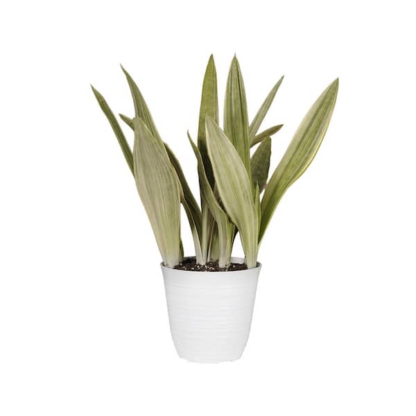 Live Snake Plant Sansevieria Sayuri Plant 6 inch White Decor Pot