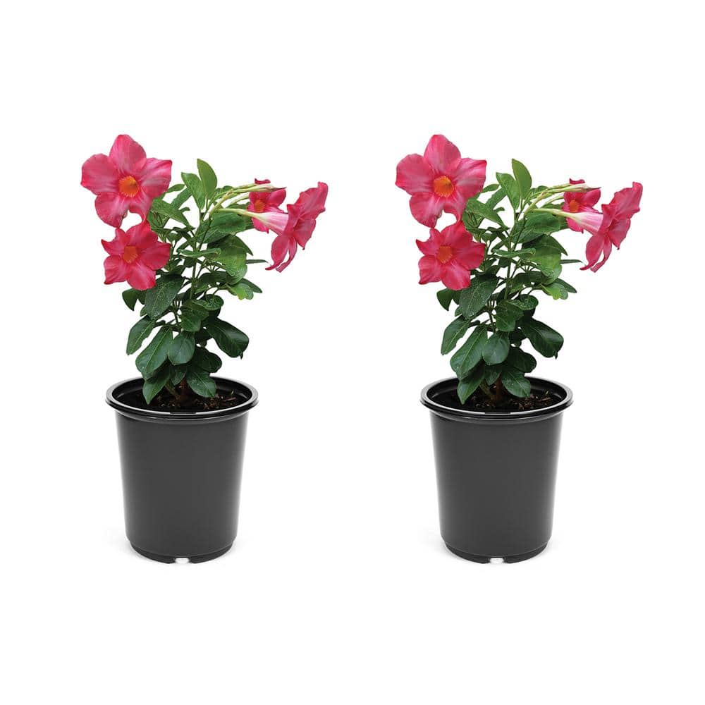 annual-flowers-2209-64_1000.jpg