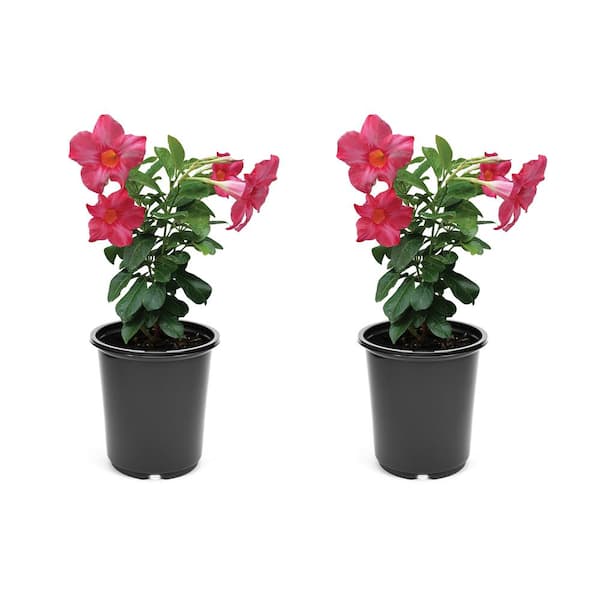 Unbranded Annual Mandevilla Pink 2.5 qt. (2-Pack)