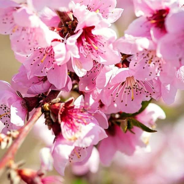 5 gal. August Prince Peach Tree