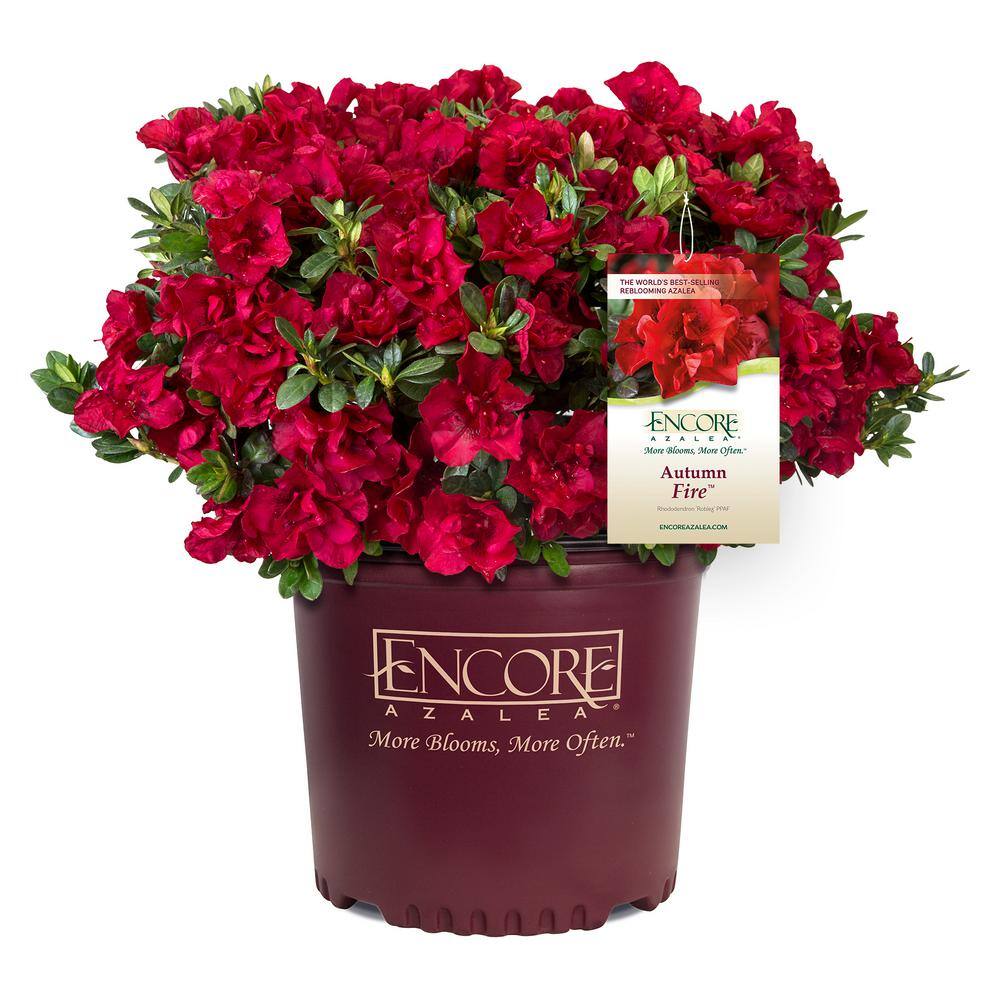 3 Gal. Autumn Fire Encore Azalea Flowering Shrub price history on PriceWatchPro