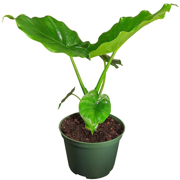 EverGrace Partial Tropical Sun Alocasia Plant in 6 in. Grower's Pot