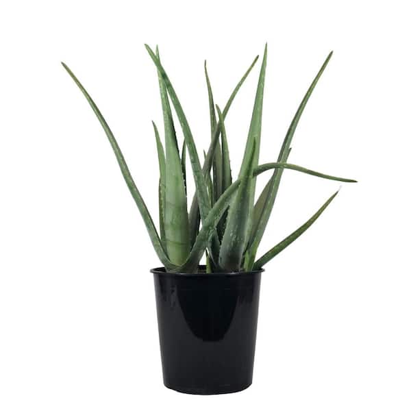1.5 Gal. Aloe Vera Live Succulent Plant in 8.25 in. Growers Pot
