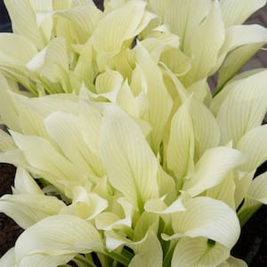 Hosta White Feather (Set of 3 Roots)