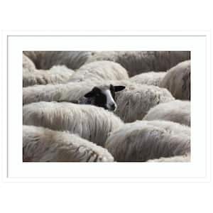 "The Sheeps Gaze" by Massimo Della Latta 1-Piece Wood Framed Color Animal Photography Wall Art 24 in. x 33 in.