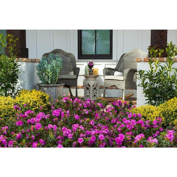 ENCORE AZALEA 2 Gal. Autumn Majesty Azalea Shrub with Reblooming