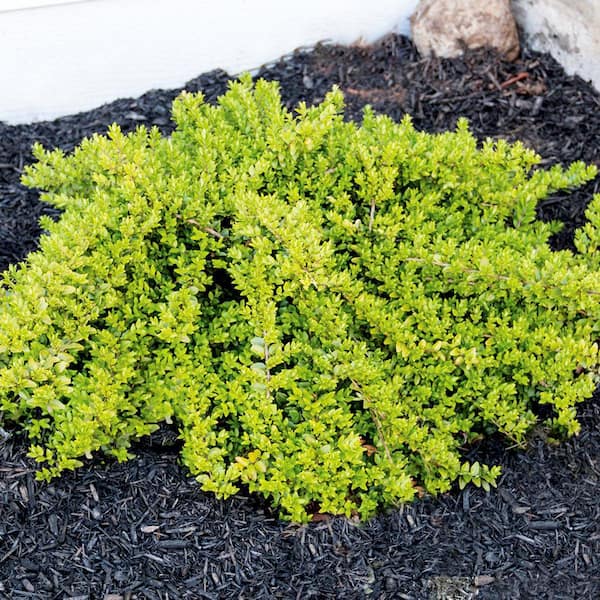 Jumbo Pint Thunderbolt Box Honeysuckle (Lonicera) Live Shrub